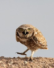 Burrowing Owl